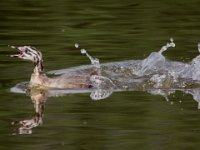 03 März 2015 Haubentaucher (JV)